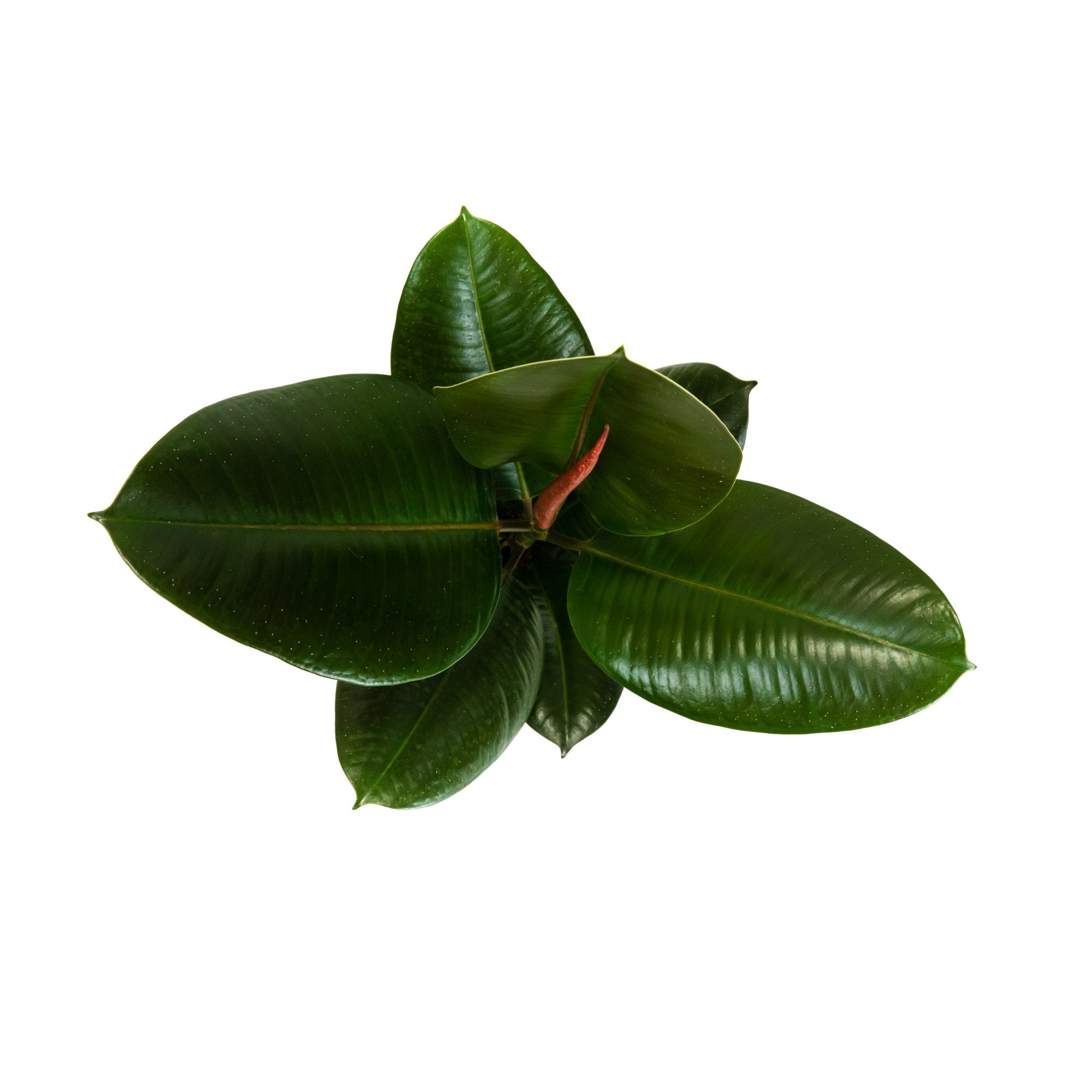 Ficus elastica ‘Robusta’ | medium