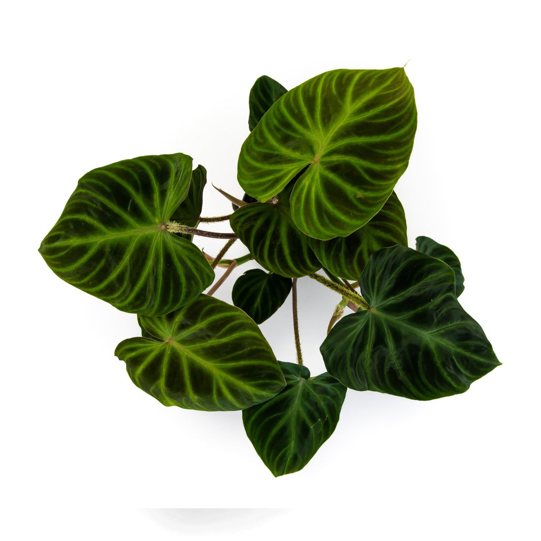 Philodendron verrucosum &