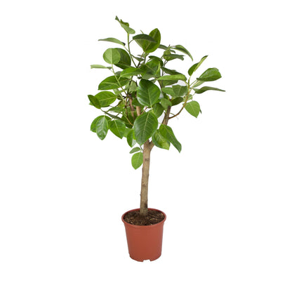 Ficus benghalensis altissima