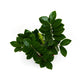 Zamioculcas zamiifolia | ZZ plant