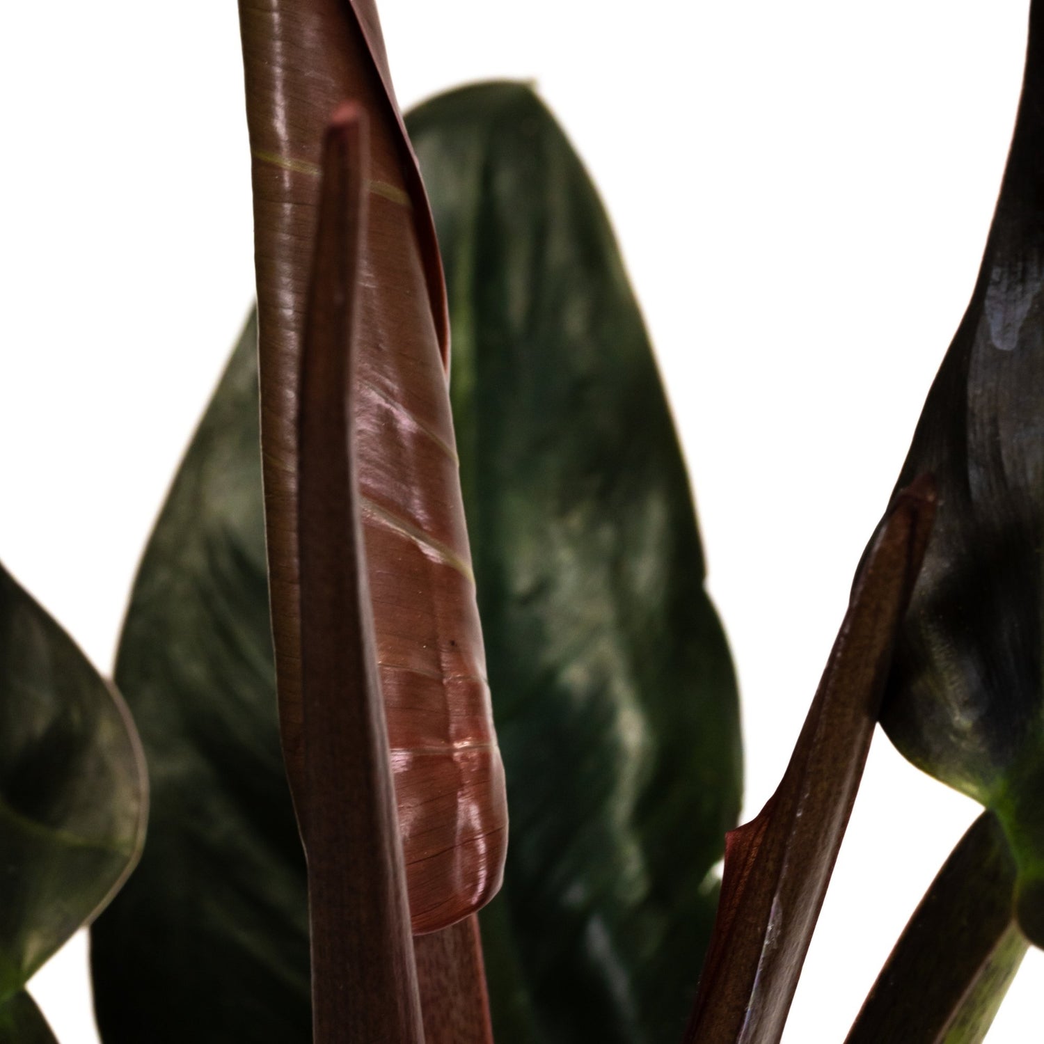 Philodendron &