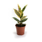 Ficus elastica ‘Tineke’ | klein