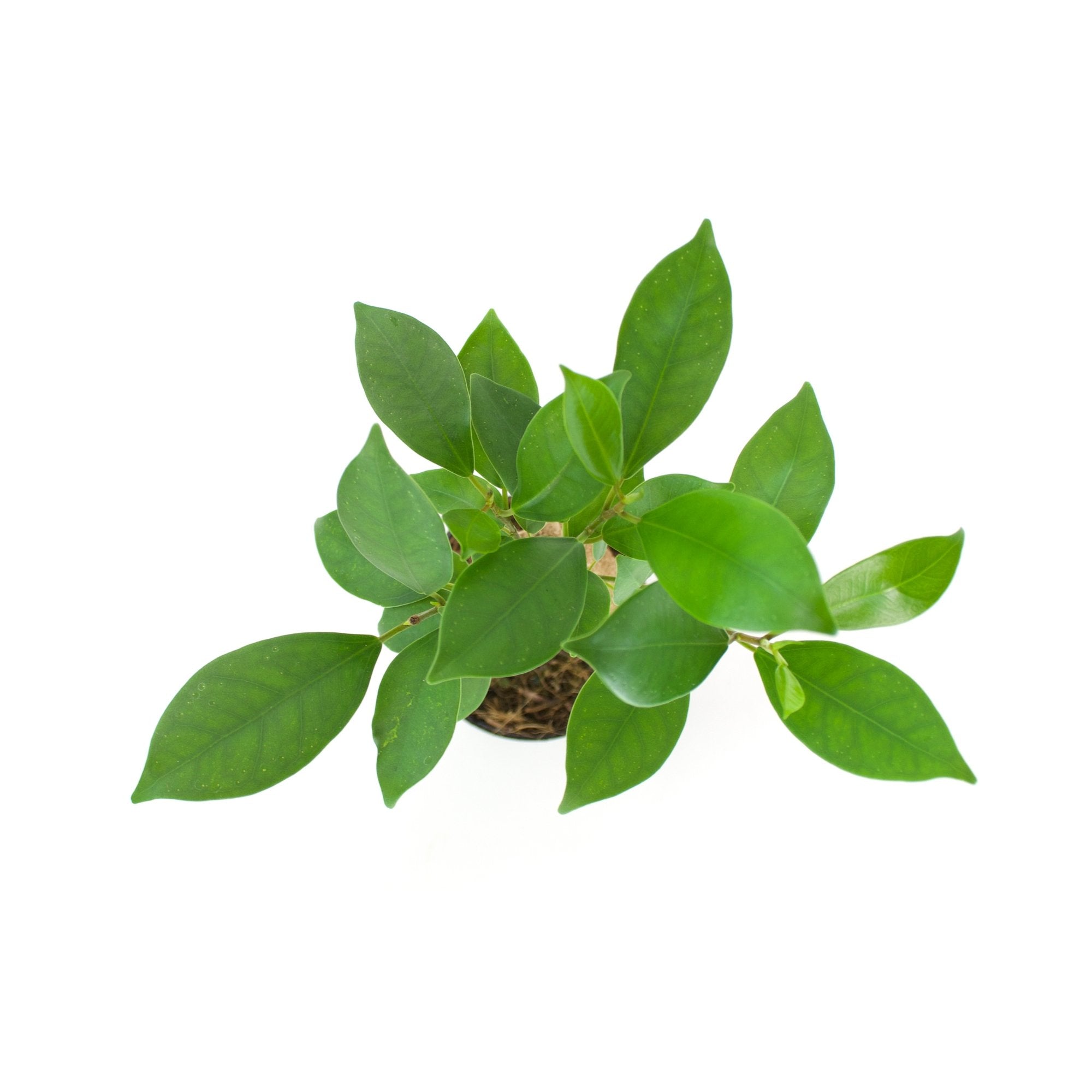 Ficus retusa &